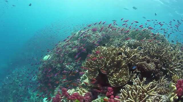 Branching Coral Reef With Small Orange Fish. Wide underwater shot follows a coral-covered reef crest with branching hard corals, mixed formations and a loose cloud of small orange fish overhead.