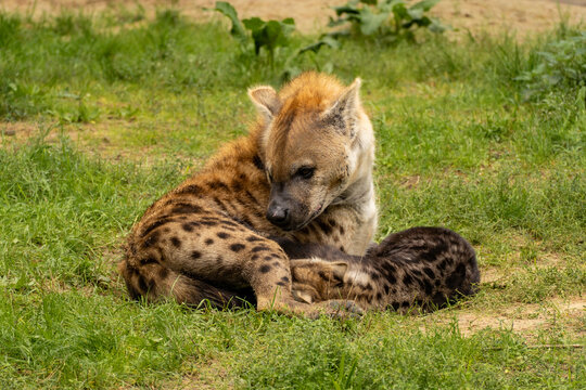 Hyena with a young Cub, in Safaripark Beekse Bergen, Zoo in The Netherlands