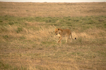 Löwin schreitet durch die trockene Serengeti-Landschaft © Jane Be. The Picture