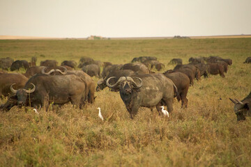 Afrikanische Büffel mit weißen Vögeln in der Serengeti © Jane Be. The Picture