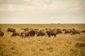 Obraz premium Afrikanische Büffelherde vor weiter Serengeti-Ebene