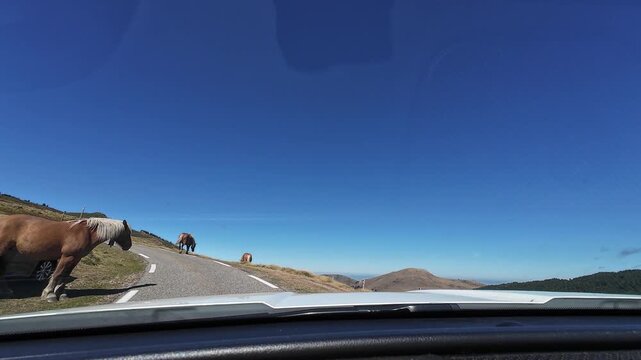 Driving past wild horses on a mountain road in Col de Pailheres, France
