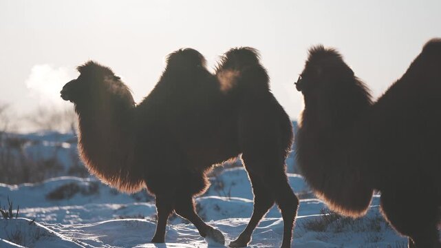 Close-Up of Bactrian Camels Exhaling Vapor in a Snowy Mongolian Field (겨울 몽골의 눈 덮인 들판에서 입김을 뿜어내는 쌍봉낙타 무리의 근접 풍경)