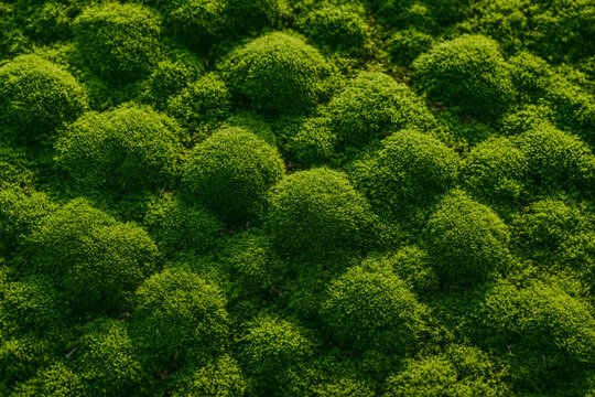 Rounded cushions of bright green moss cover a forest surface