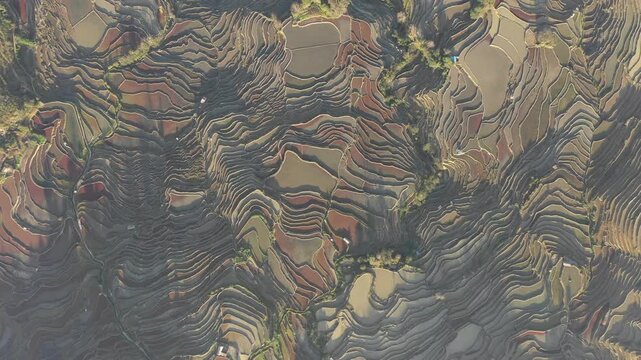 High angle drone shot of colorful rice paddy fields, spectacular historic irrigation systems in mountains Southern China