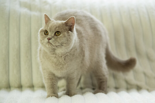 Britisch Kurzhaar Katze zuhause auf dem Sofa