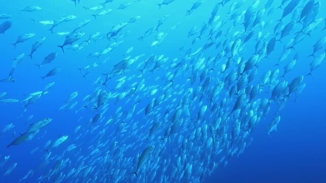 Schooling fish move through blue water in the Banda Sea, Indonesia. The view highlights dense School of Silver Fish in Open Blue Water, with visible underwater texture, depth and surrounding water.