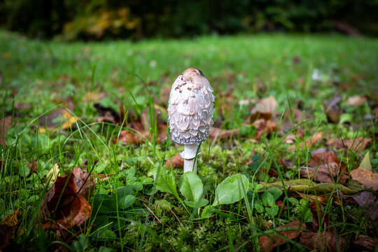 Shaggy Inkcap Mushroom Growing Among Autumn Leaves and Grass
