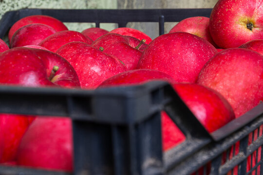 Sweet red apples stacked inside black plastic logistics crate for fresh fruit delivery at grocery store after harvest