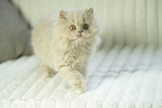 Niedliches und neugieriges Britisch Langhaar Kitten