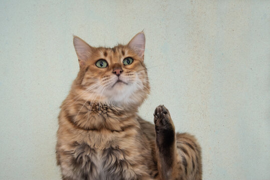 Portr&auml;t einer Cashmere Bengal Katze