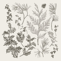 Fototapeta premium Vintage winter botanicals: pine, holly, ivy, cedar in engraving style. Monochrome set. Classic design elements collection. Black and white.