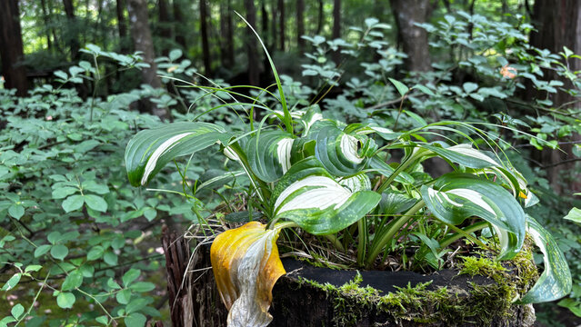 木陰の苔むした鉢に育つ斑入りのギボウシ