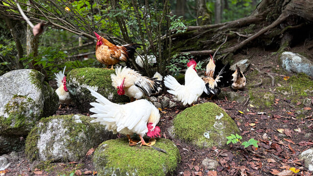 苔の岩場で羽づくろいをする鶏の群れ