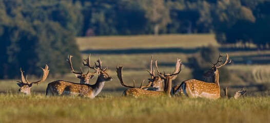 Obraz premium A herd of male fallow deer walks on the horizon. Fallow deer in the nature habitat. Dama dama