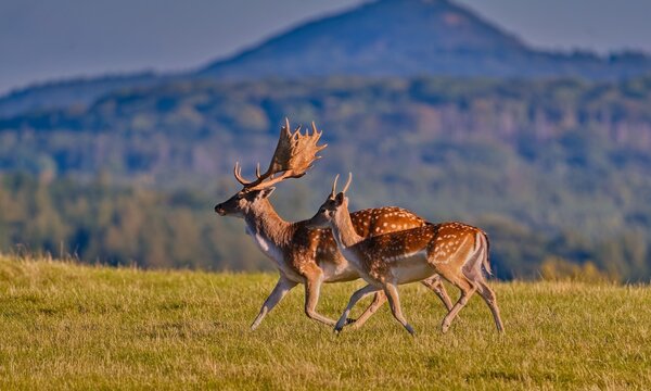 Two male fallow deer runs on the horizon. Fallow deer in the nature habitat. Dama dama