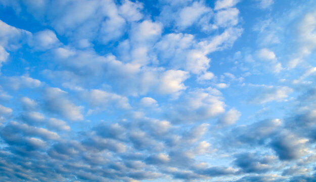 Dramatic blue sky panoramic background with dense white altocumulus clouds. Soft grey shadows on the undersides of the small fluffy cloud formations