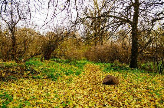 Autumn forest October background. A clearing covered with yellow fallen leaves. Green grass patches, bare branches and a large stone on the ground in the middle