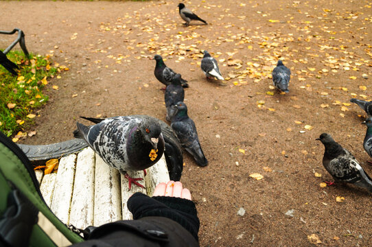 Feeding birds in an autumn park. A pigeon eating food from a human hand on a wooden bench. More pigeons and a crow walking on the ground behind