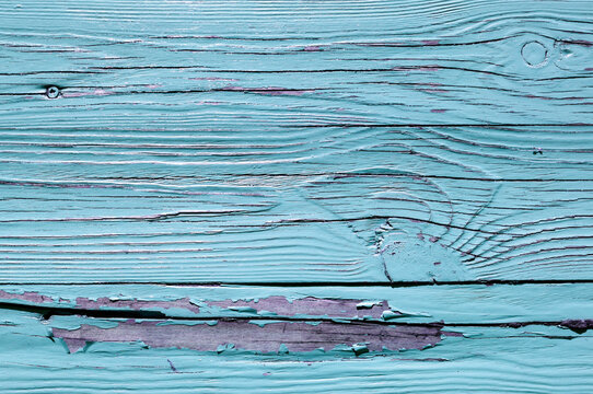 Texture background. Pale turquoise peeling paint on old wooden planks. Deep purple underlayer visible through the cracked flakes and weathered grain surface
