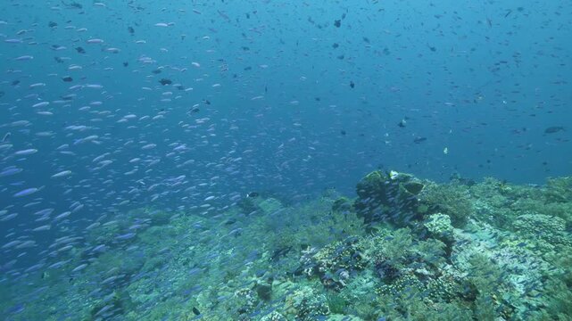 Reef fish move above a reef slope in the Banda Sea, Indonesia. The view highlights scattered Reef Fish Above a Rocky Reef Edge, showing natural reef texture, depth and surrounding tropical water.