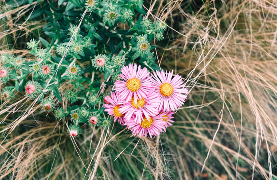 Pink asters bloom in dry grass