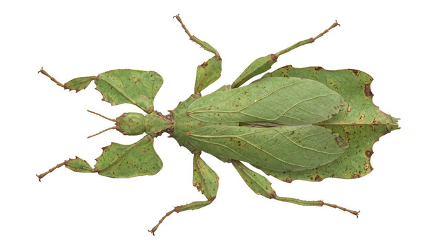 A detailed high-angle view of a vibrant green leaf insect showcasing its natural leaf-like camouflage and intricate wing patterns, isolated on white background for easy design use.