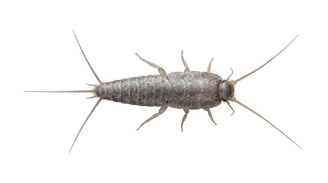 A detailed top view of a silverfish (Lepisma saccharinum), a common wingless household pest known for consuming starch and paper, isolated on a transparent background for professional design.