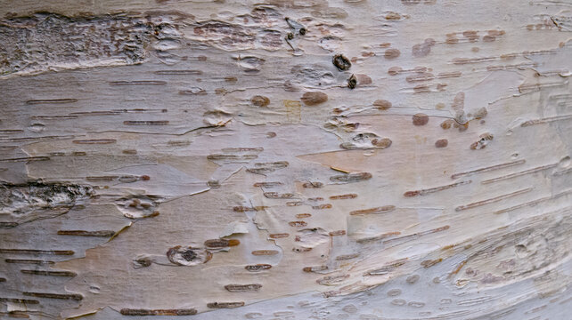 White birch tree bark texture background