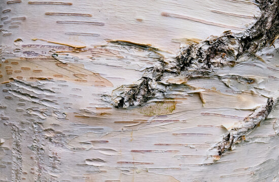 Peeling birch bark background texture detail