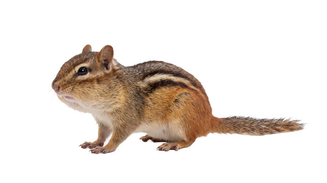 Adorable Eastern chipmunk with stuffed cheeks standing in profile view, isolated on a transparent background, perfect for wildlife educational materials or nature-themed graphic design projects.