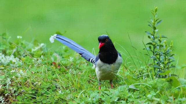 Close up of a beautiful red billed blue magpie bird with a long tail standing on bright lush green grass in a natural outdoor environment