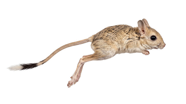 Agile Egyptian jerboa rodent captured in mid-air while leaping with its long hind legs and characteristic tufted tail, professionally isolated on transparent background for design projects.