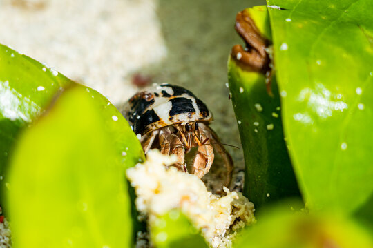 hermit crab on the sand
