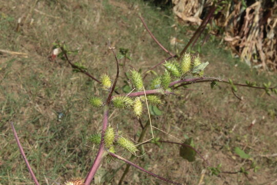 Cocklebur (Xanthium strumarium) plant, developing green spiny burrs (fruits) or seedheads 