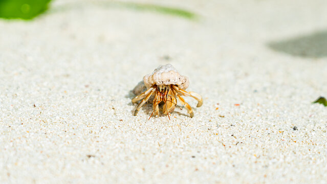 hermit crab on the sand