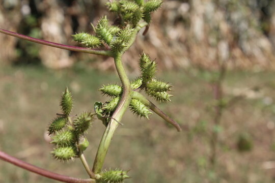 Cocklebur (Xanthium strumarium) plant, developing green spiny burrs (fruits) or seedheads 