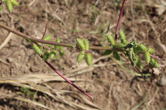 Cocklebur (Xanthium strumarium) plant, developing green spiny burrs (fruits) or seedheads 