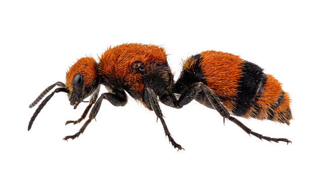 Detailed macro view of a furry velvet ant or cow killer wasp with vibrant orange and black hair, shown in profile view and isolated on white transparent background for entomology study.