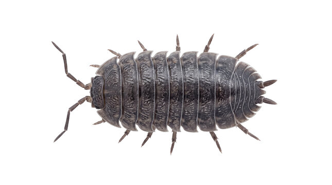 Detailed top down macro photography of a common woodlouse or pill bug crustacean, showing segmented exoskeleton and antennae, isolated on a transparent background for versatile design use.