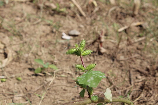 Cocklebur (Xanthium strumarium) plant, developing green spiny burrs (fruits) or seedheads 