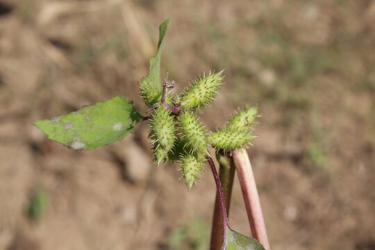 Cocklebur (Xanthium strumarium) plant, developing green spiny burrs (fruits) or seedheads 