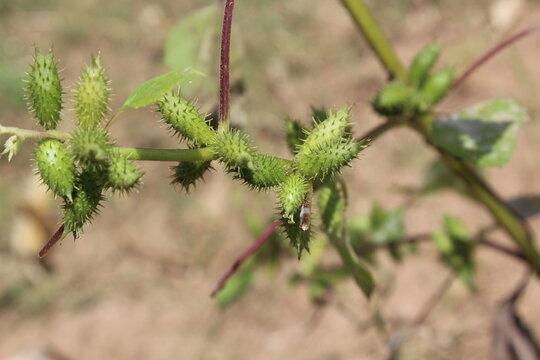Cocklebur (Xanthium strumarium) plant, developing green spiny burrs (fruits) or seedheads 