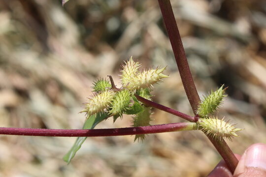 Cocklebur (Xanthium strumarium) plant, developing green spiny burrs (fruits) or seedheads 