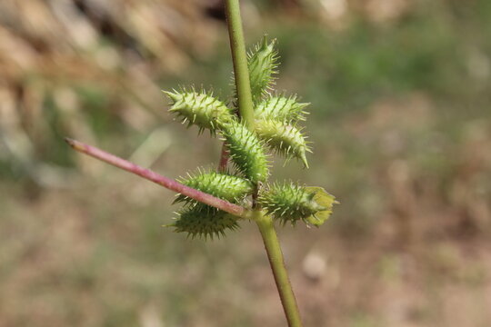 Cocklebur (Xanthium strumarium) plant, developing green spiny burrs (fruits) or seedheads 