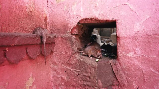 Cinematic medium close-up static shot of a sacred rat eating food inside a square wall opening set against a vibrant pink facade at Karni Mata Temple in Rajasthan, India.