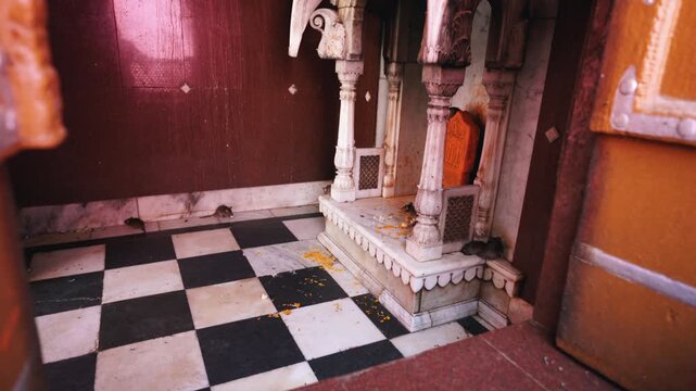 Cinematic wide static shot of sacred rats feeding near a carved white marble shrine with flower offerings inside the famous Karni Mata Temple in Rajasthan, India.