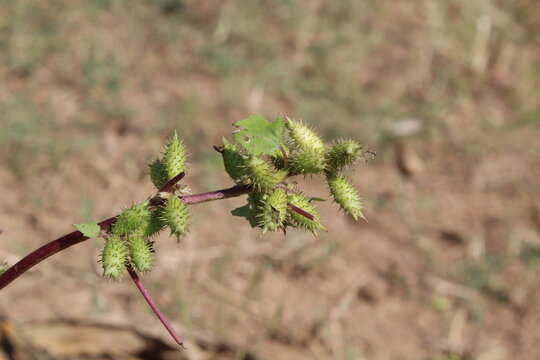 Cocklebur (Xanthium strumarium) plant, developing green spiny burrs (fruits) or seedheads 