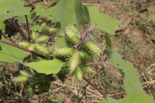 Cocklebur (Xanthium strumarium) plant, developing green spiny burrs (fruits) or seedheads 