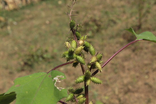 Cocklebur (Xanthium strumarium) plant, developing green spiny burrs (fruits) or seedheads 